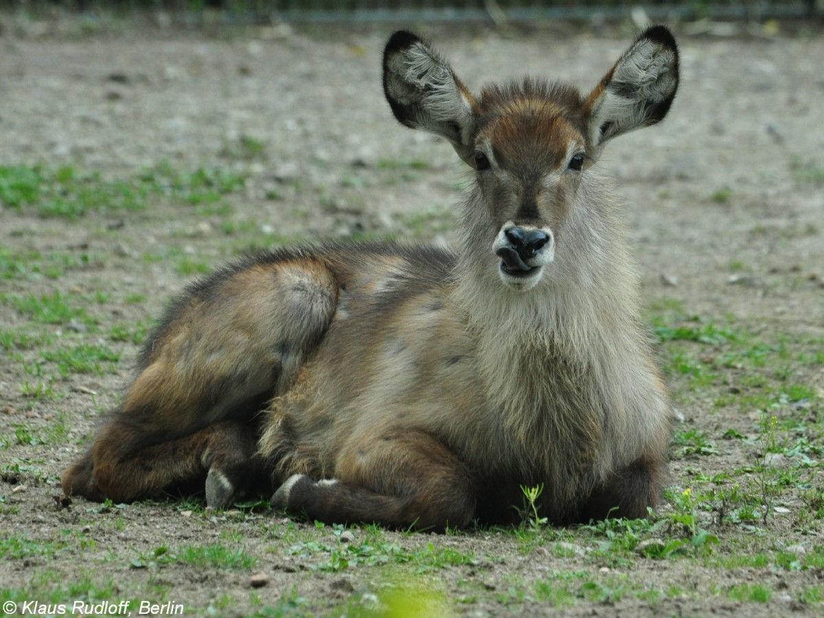 Ellipsen-Wasserbock (Kobus ellipsiprymnus ellipsiprymnus). Jungtier im Tierpark Berlin.