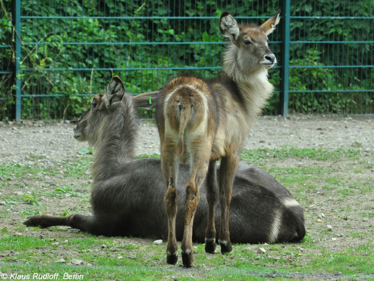 Ellipsen-Wasserbock (Kobus ellipsiprymnus ellipsiprymnus). Weibchen und lteres Jungtier im Tierpark Berlin.