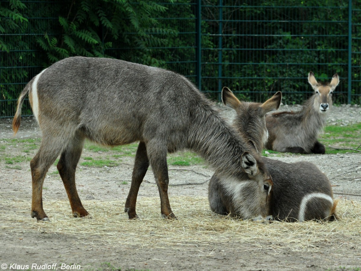 Ellipsen-Wasserbock (Kobus ellipsiprymnus ellipsiprymnus). Weibchen im Tierpark Berlin.