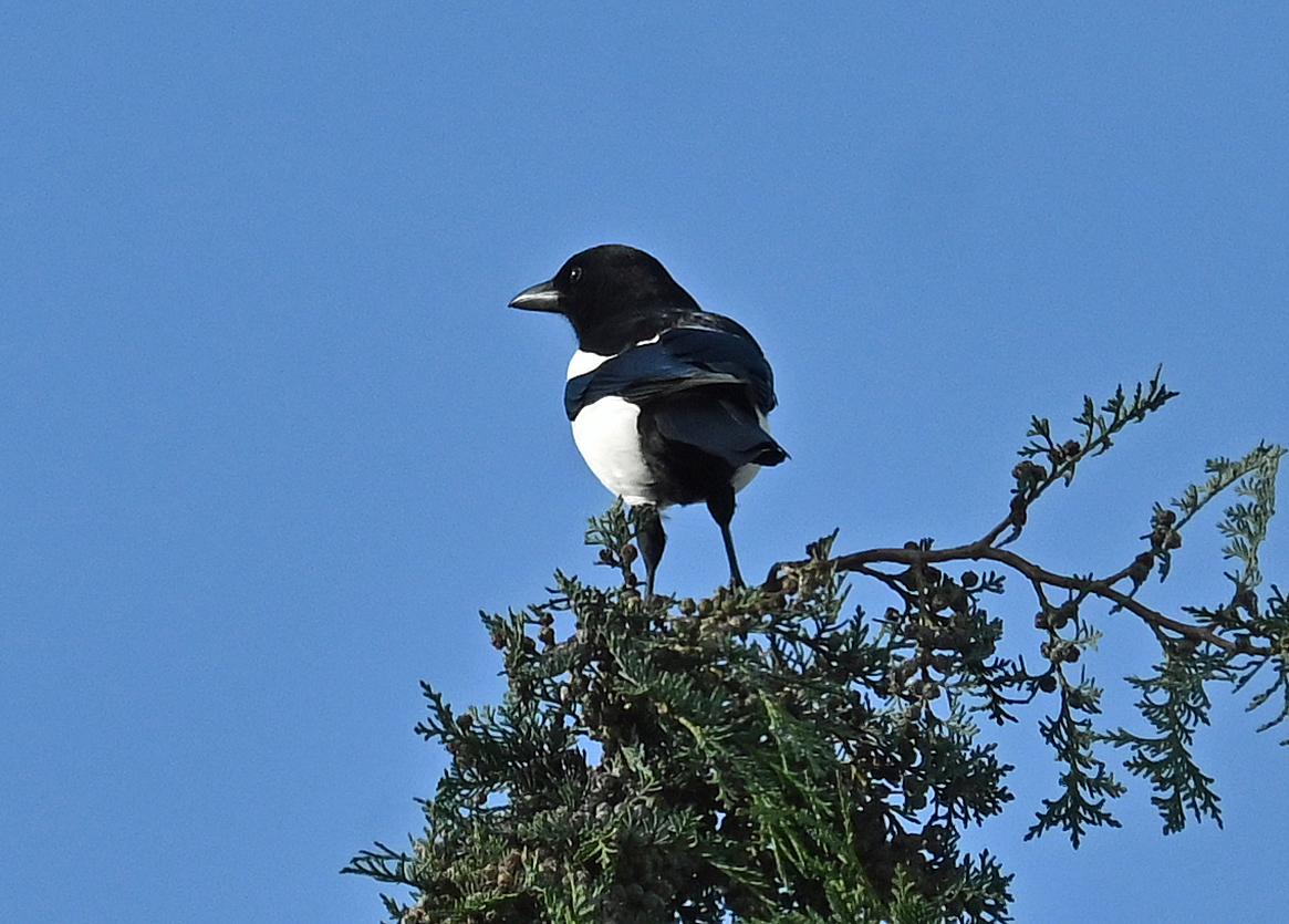 Elster auf der Baumspitze im Garten - 26.10.2021