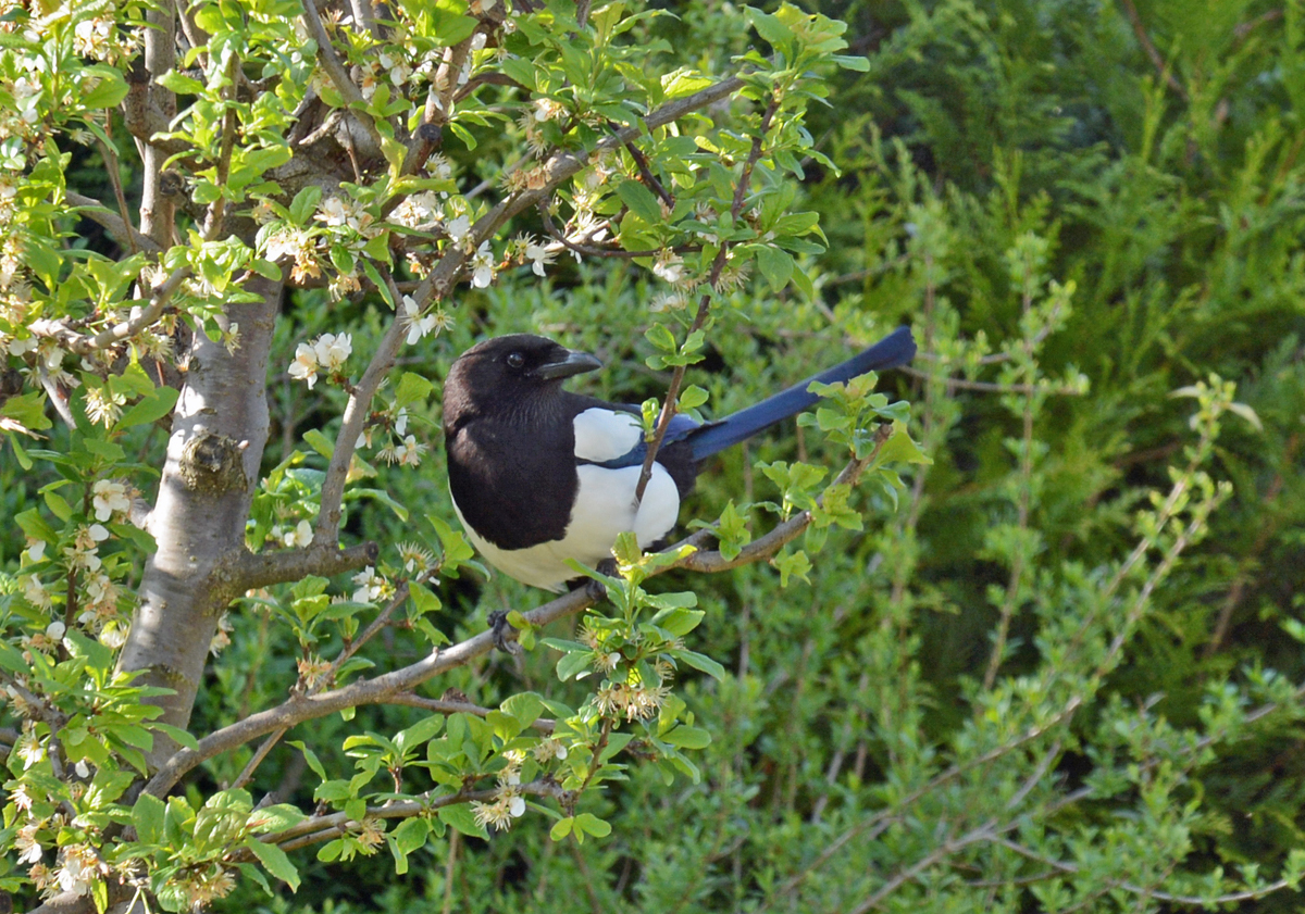 Elster auf Beobachtungsposten im Garten - 28.04.2015