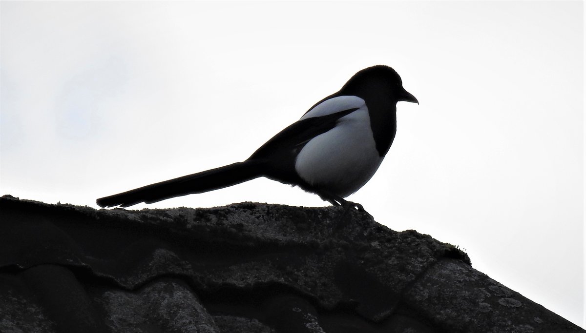 ELSTER AUF DACHFIRST IN SIEGEN
Der schne schwarz-weie Rabenvogel hat auch so seine Last mit menschlichen Vorurteilen:von der  diebischen Elster  bis zum Vogel der Todesgttin HEL aus der germanischen
Mythologie....


ich selbst hab whrend einer Mountain-Bike-Fahrt eine Landung der Lady auf meinem Helm erlebt.....
hier am 3o.11.20 auf einem Dachfirst in SIEGEN....