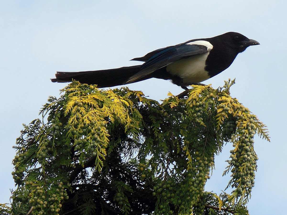 Elster kurz vor dem Anflug zum Nest am 31. Mai 2015 in Berlin Rudow. 