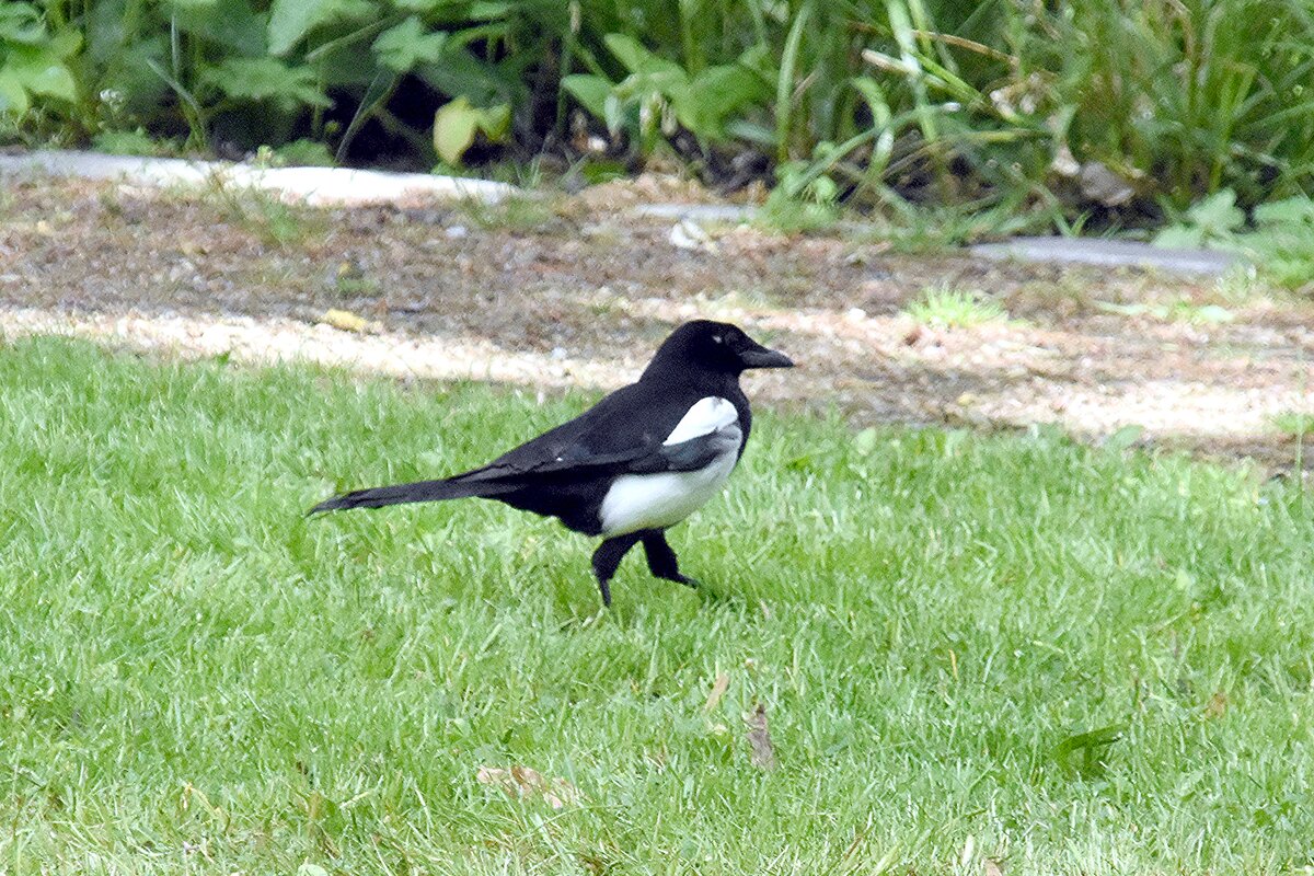 Elster in Planten un Blomen (HAMBURG/Deutschland, 25.05.2023)