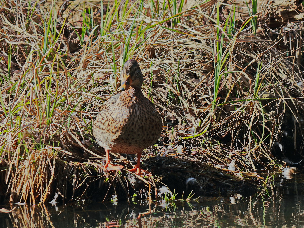 Ente am Rand der Spree im Spreewald bei Lbbenau am 04. Mrz 2017.