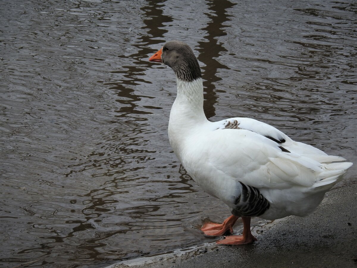 ENTE AN DER SIEG
Nur vorsichtig setzte sie einen Fu ins nasse Element der Sieg dicht oberhalb des Wasserfalls in SCHLADERN...am 8.2.22....