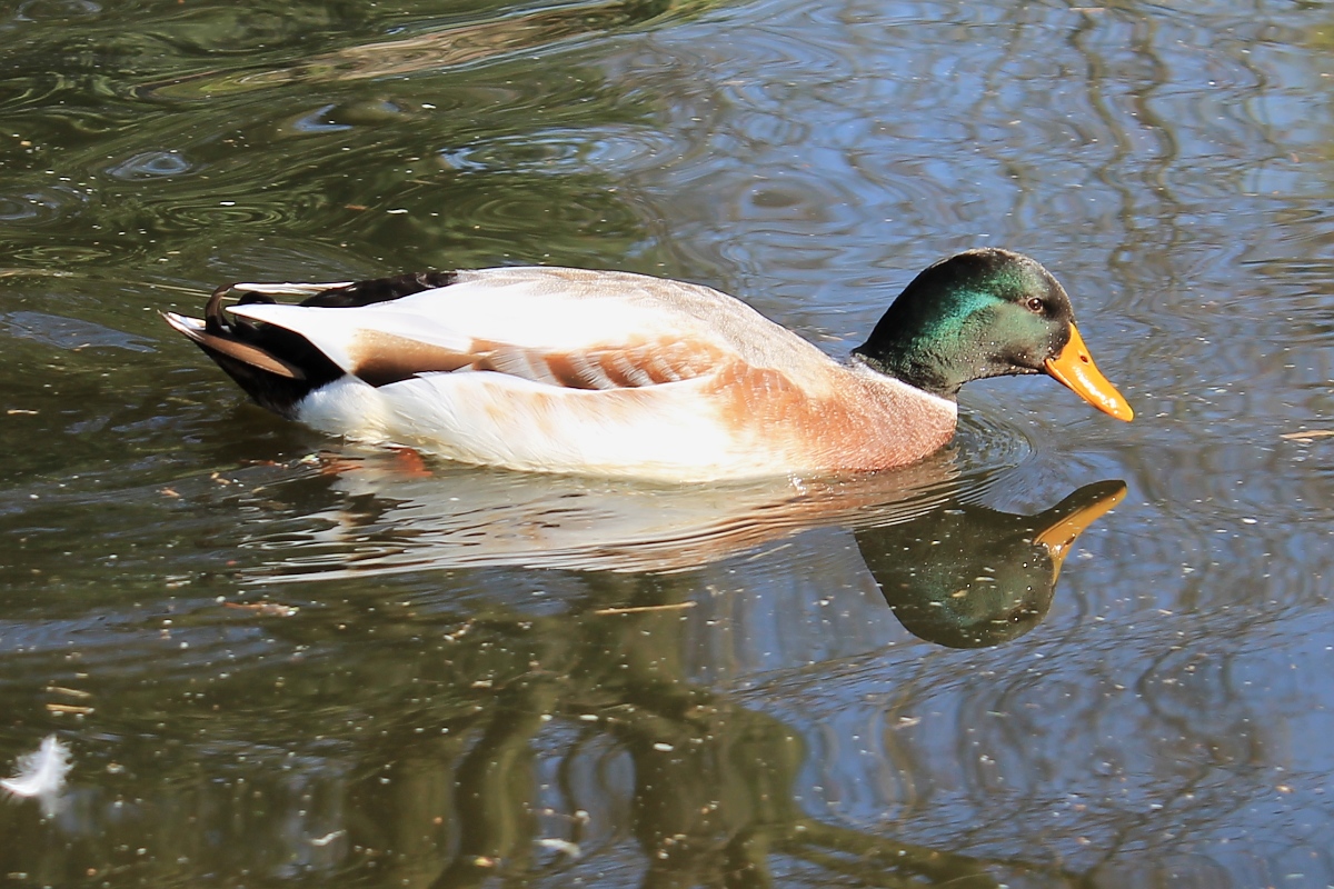 Ente im Park, Pastorswall St. Tnis, 13.4.14