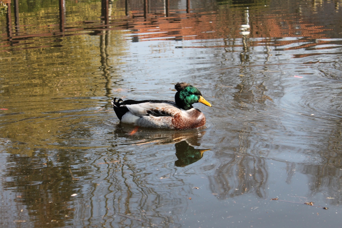 Ente im Park, Pastorswall St. Tnis, 13.4.14