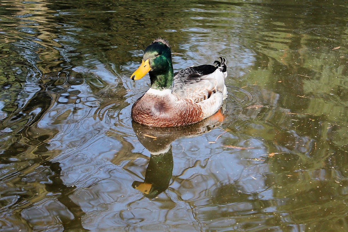 Ente im Park, Pastorswall St. Tnis, 13.4.14