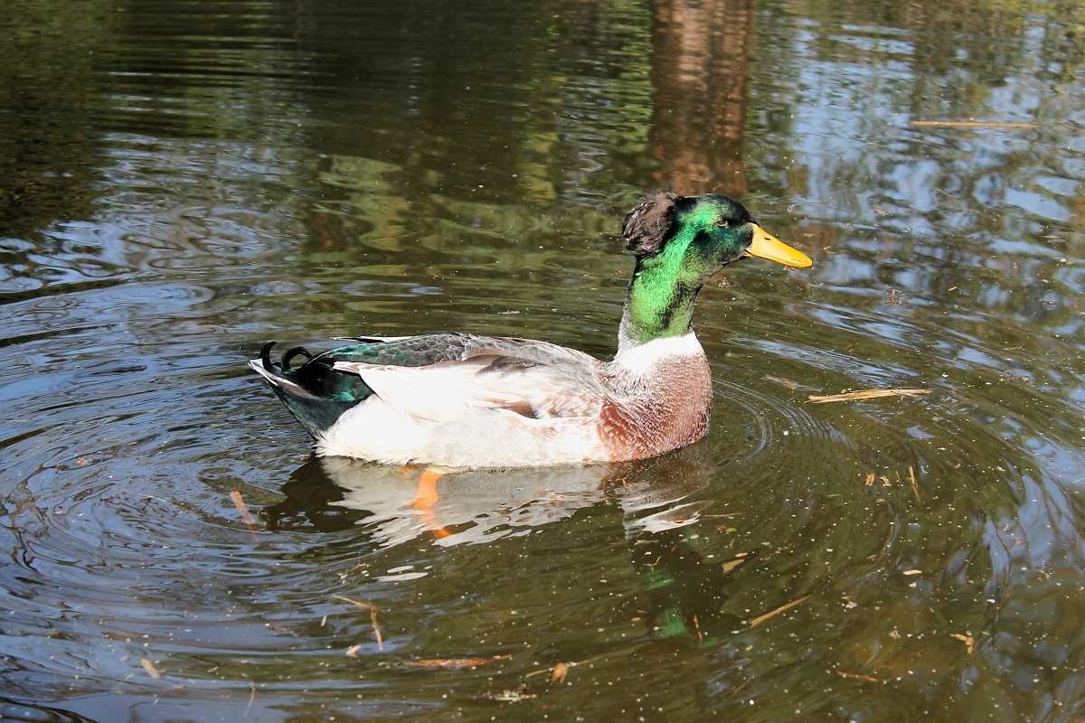 Ente im Park, Pastorswall St. Tnis, 13.4.14