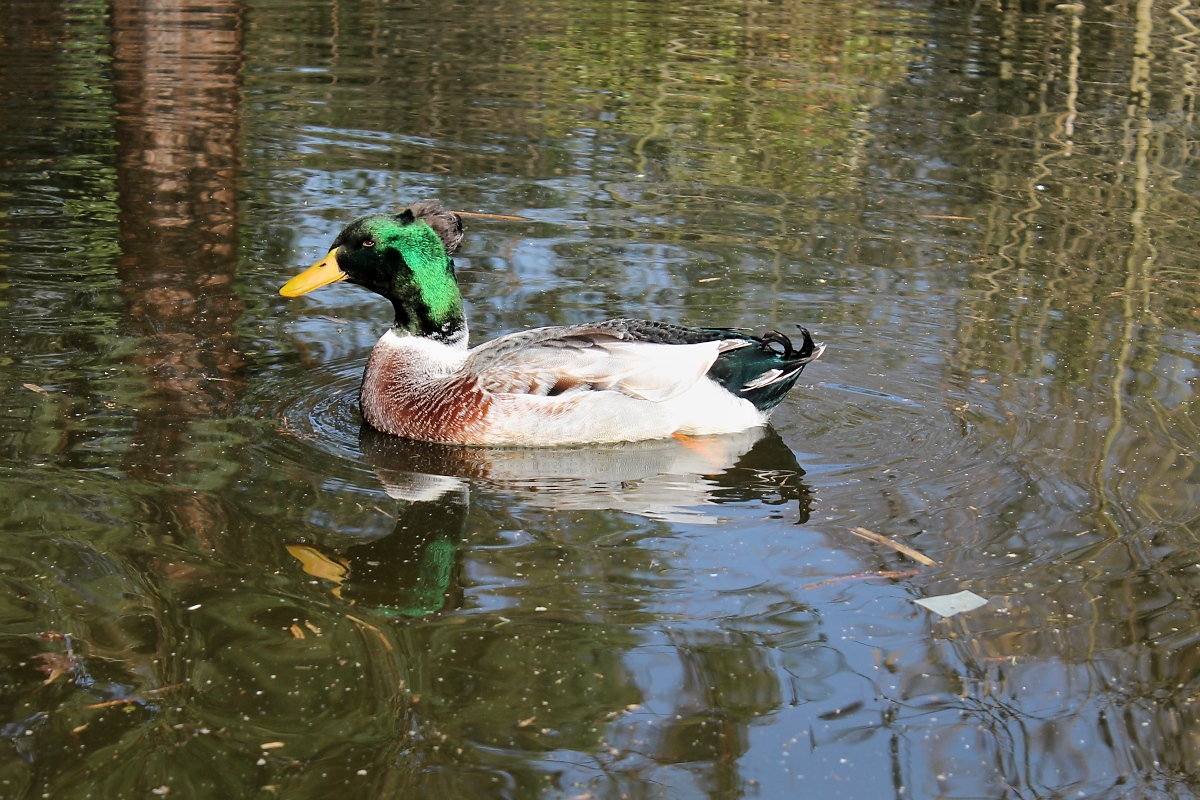 Ente im Park, Pastorswall St. Tnis, 13.4.14