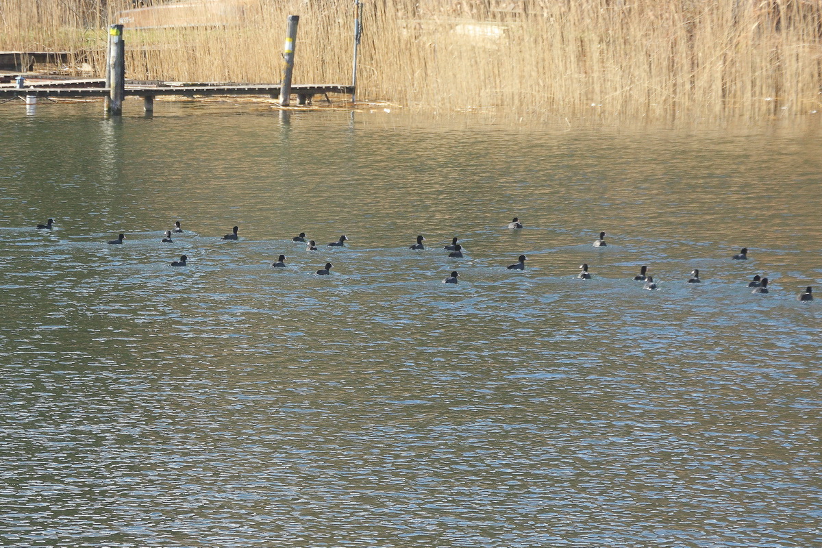 Enten an einer der vielen Anlegestellen am Scharmtzelsee am 05. Mrz 2022. 