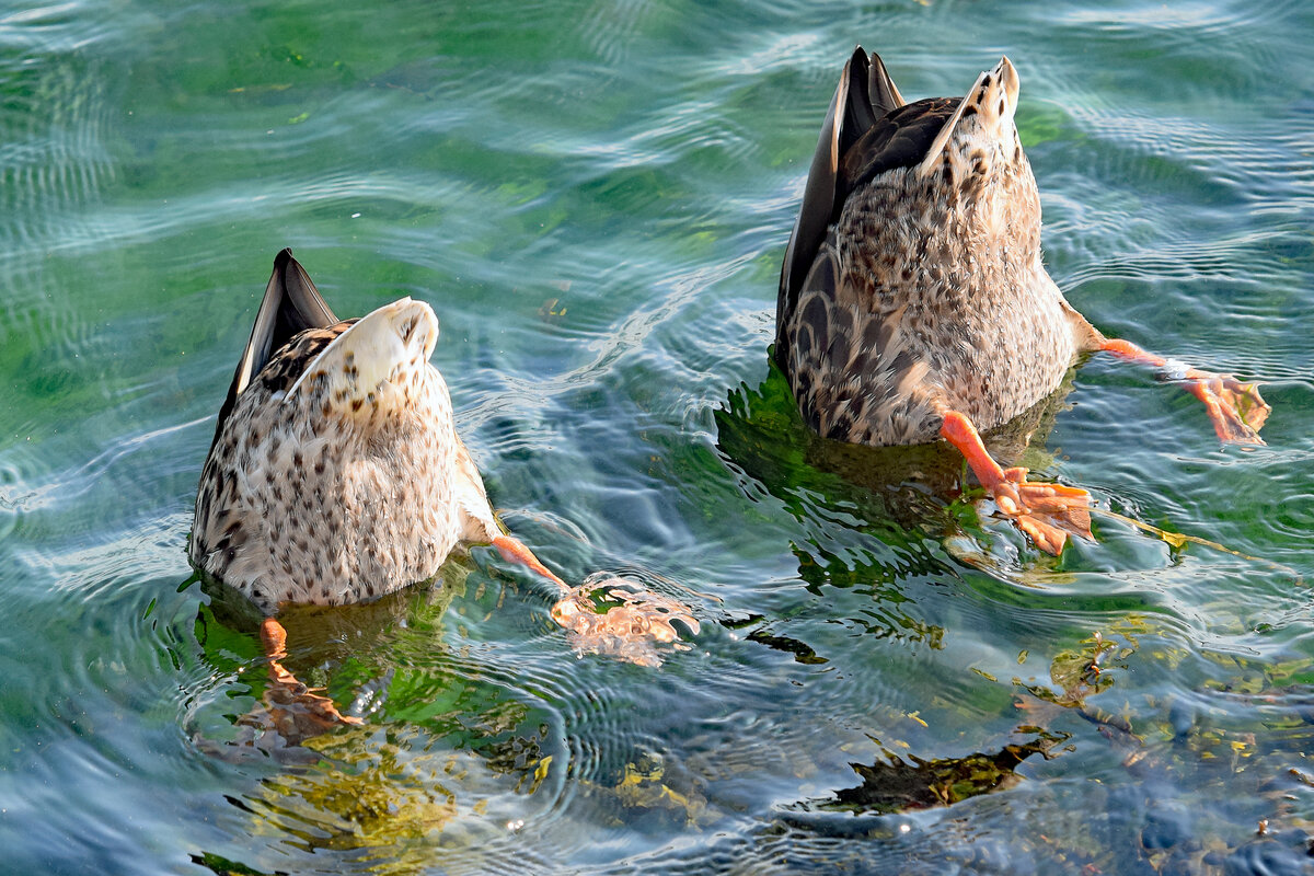 Enten beim Grndeln. Lbeck-Travemnde, 21.08.2021