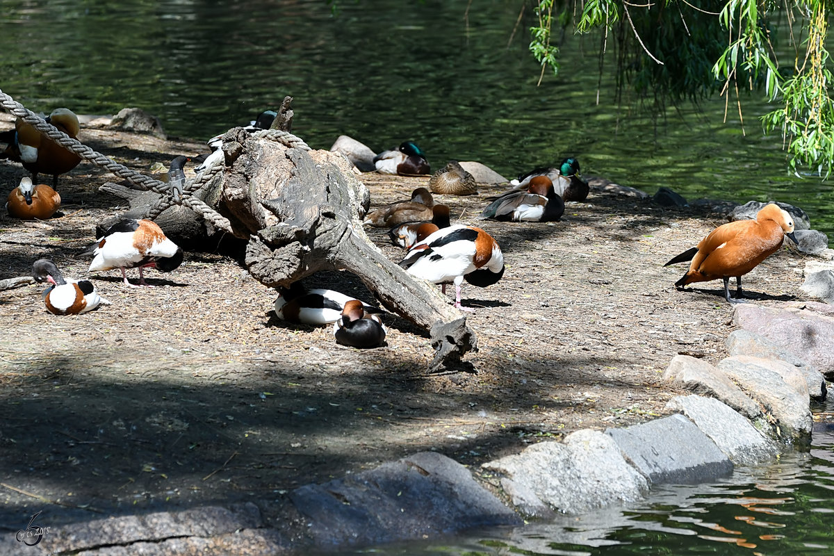 Enten und Gnse Ende April 2018 im Zoo Berlin.