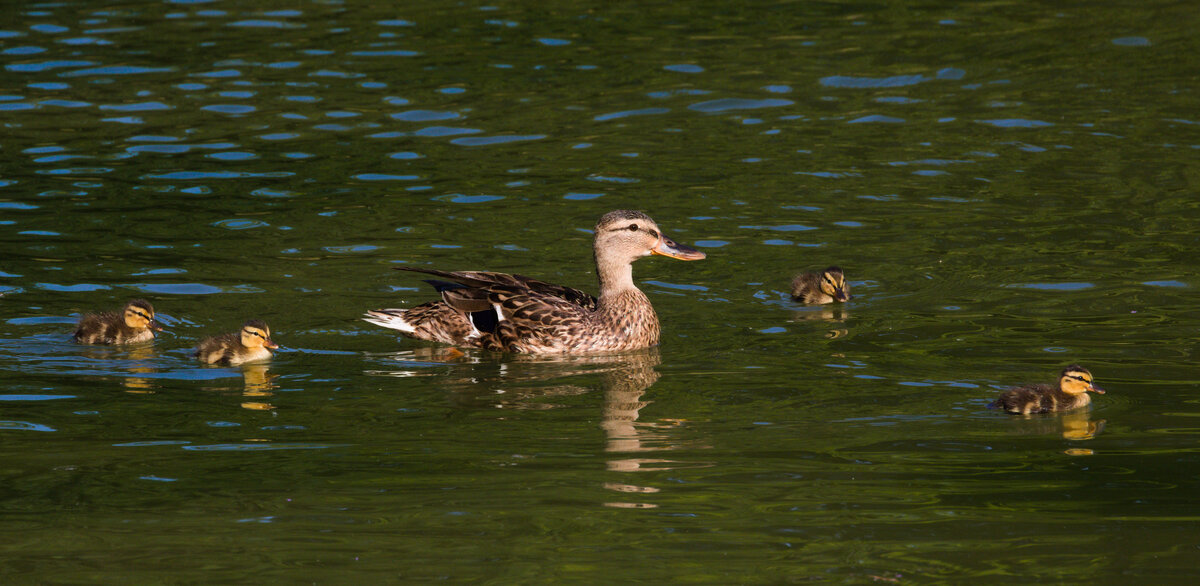 Enten-Mama mit Kken am 16.07.2022 im Inselsee im Unteren Schlossgarten in Stuttgart. 