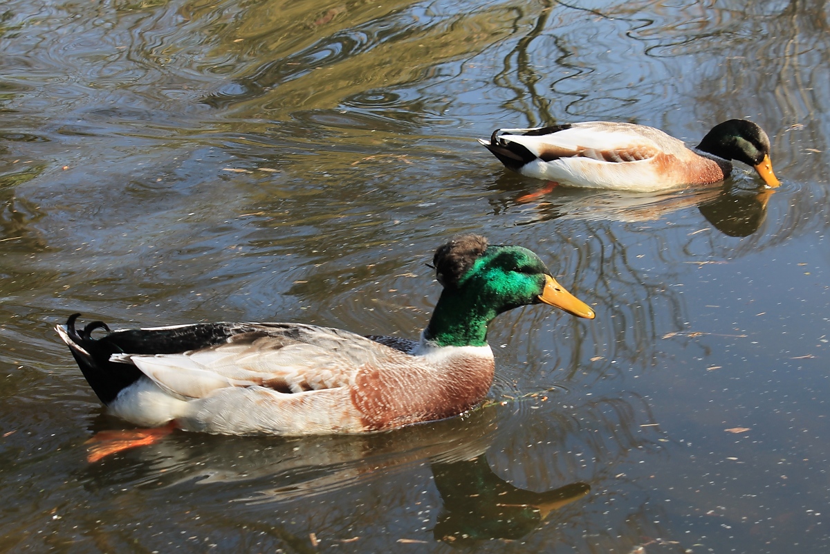 Enten im Park, Pastorswall St. Tnis, 13.4.14