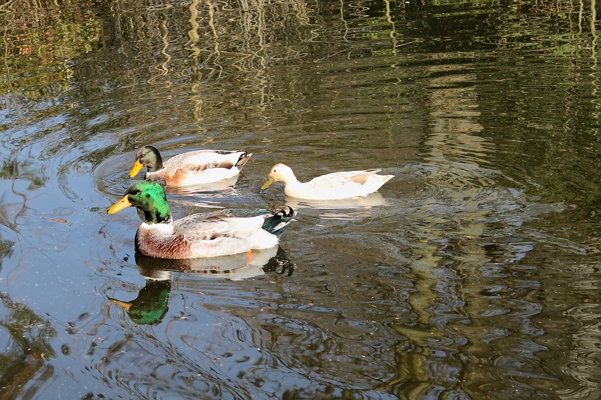 Enten im Park, Pastorswall St. Tnis, 13.4.14