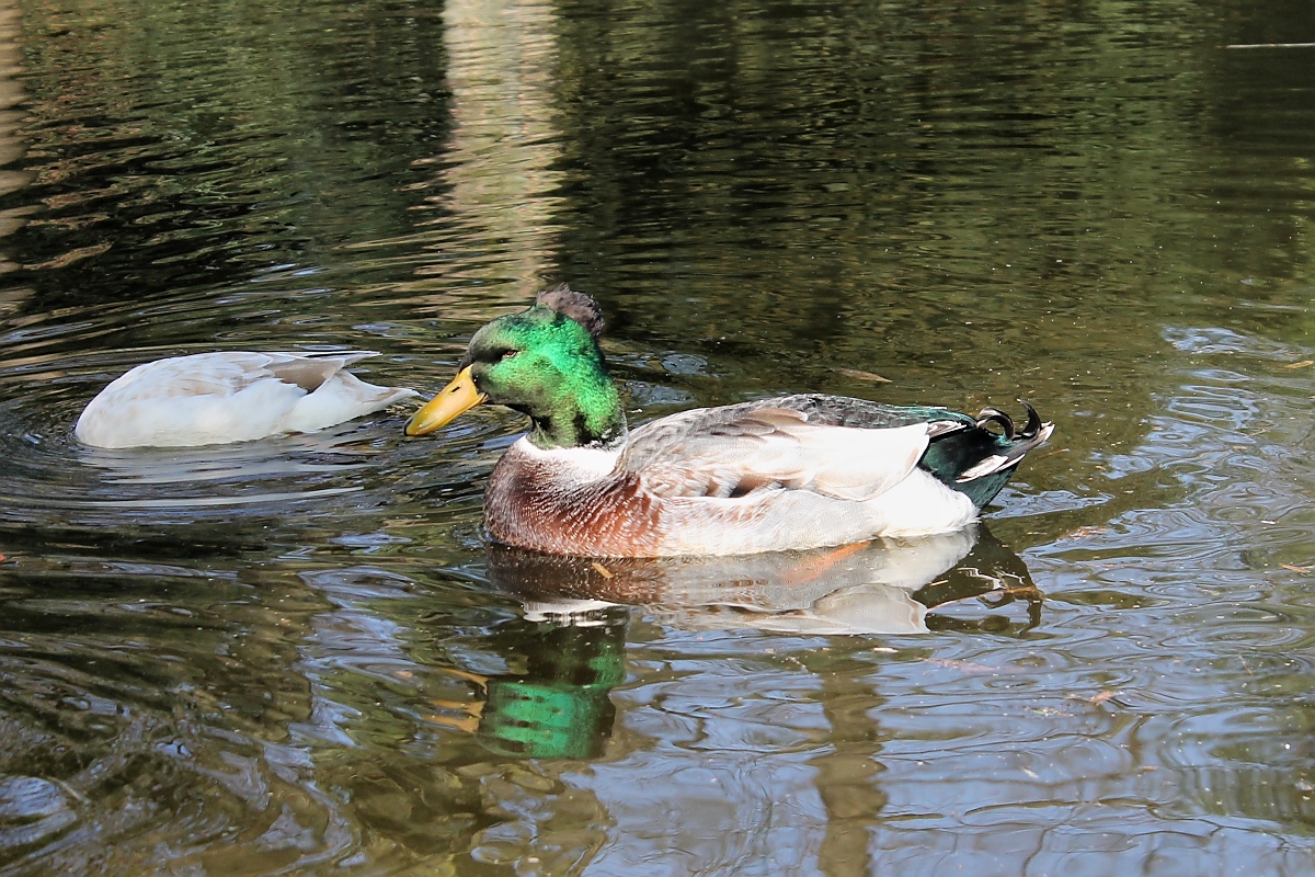 Enten im Park, Pastorswall St. Tnis, 13.4.14