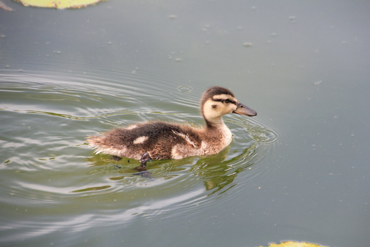 Entenkken am 19.06.2014 in einem Teich in der Stuttgarter Wilhelma. 
