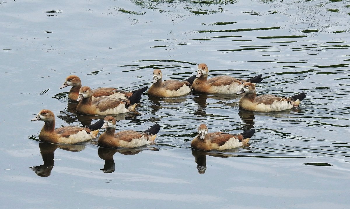 ENTENNACHWUCHS AUF DER SIEG
Diese Gruppe vom Entennachwuchs,wie ich vermute STOCKENTEN,konnte ich am 1.6.2019 beim frhlichen
Gruppenschwimmen auf der SIEG zwischen BETZDORF und WISSEN beobachten.....