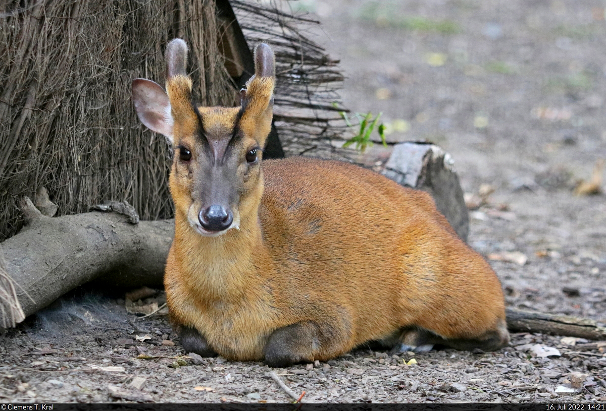 Entspannter Muntjak (Muntiacus) im Zoo Aschersleben.

🕓 16.7.2022 | 14:21 Uhr