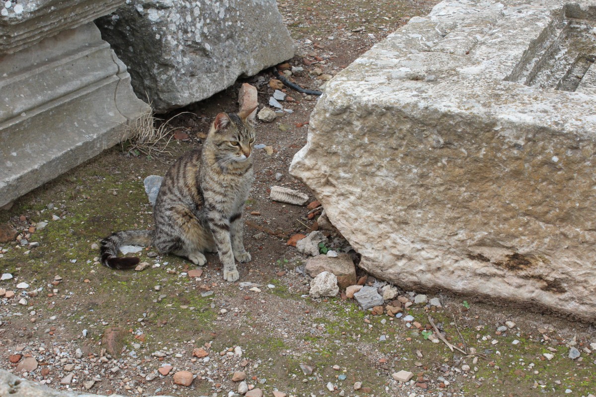 Ephesos / Ephesus in der Nhe von Selcuk (Trkei) am 10. Mai 2014: Eine Katze in den Ruinen der antiken griechisch-rmischen Grossstadt in Kleinasien.