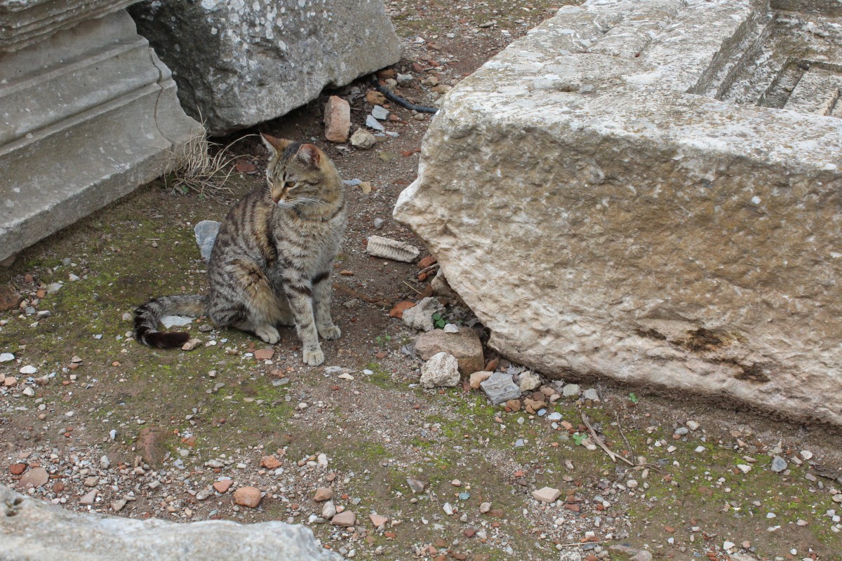 Ephesos / Ephesus in der Nhe von Selcuk (Trkei) am 10. Mai 2014: Katze in den Ruinen.