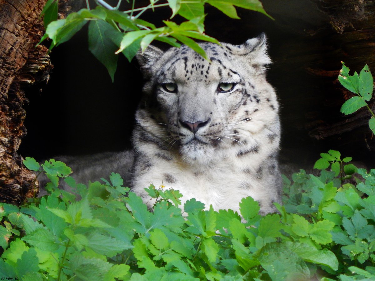 Er hatte sich am 19.08.2018 sehr gut versteckt, aber denn noch habe ich den Schneeleopard im Rostocker Zoo gefunden.