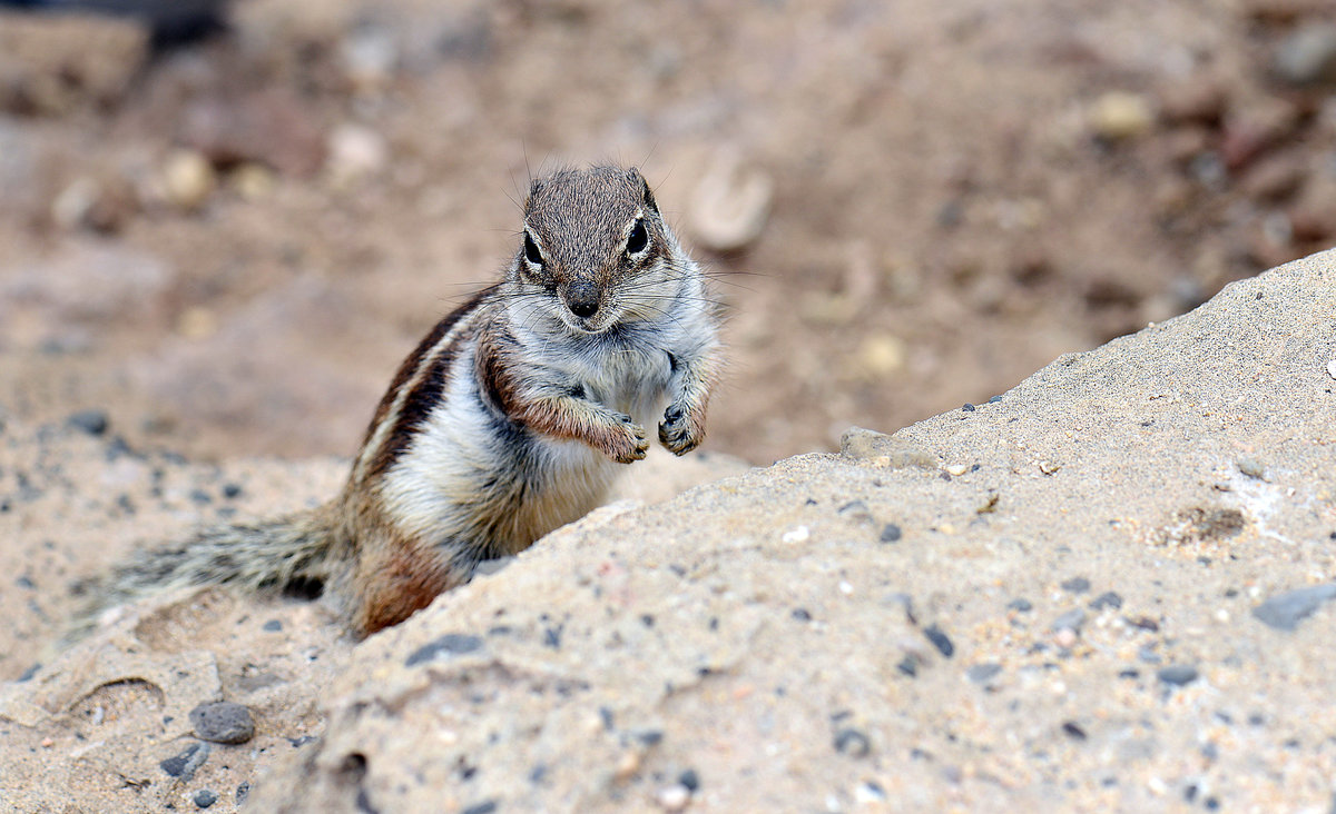 Erdhrnchen (Xerinae) auf der Insel Fuerteventura in Spanien. Aufnahme: 21. Oktober 2017.