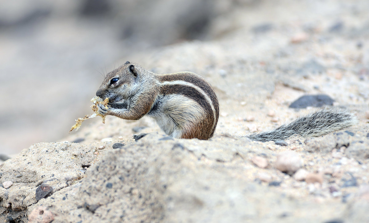 Erdhrnchen (Xerinae) auf der Insel Fuerteventura in Spanien. Aufnahme: 21. Oktober 2017.