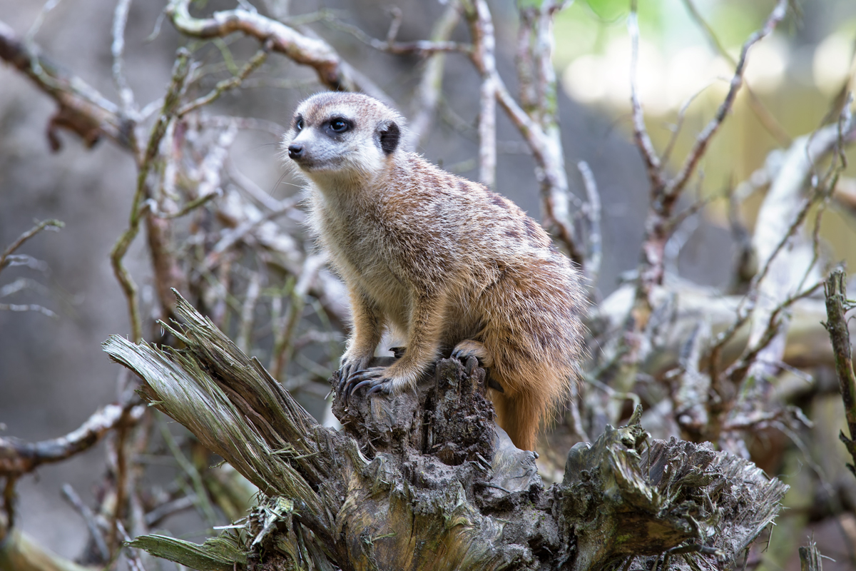 Erdmnnchen auf Beobachtungsposten im Tierpark Ueckermnde. - 21.04.2014