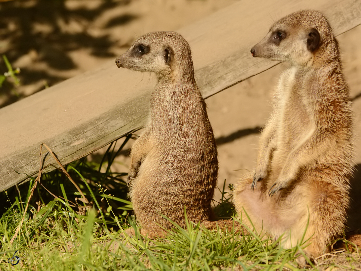 Erdmnnchen auf Wachposten. (Zoo Safaripark Stukenbrock, Oktober 2014)