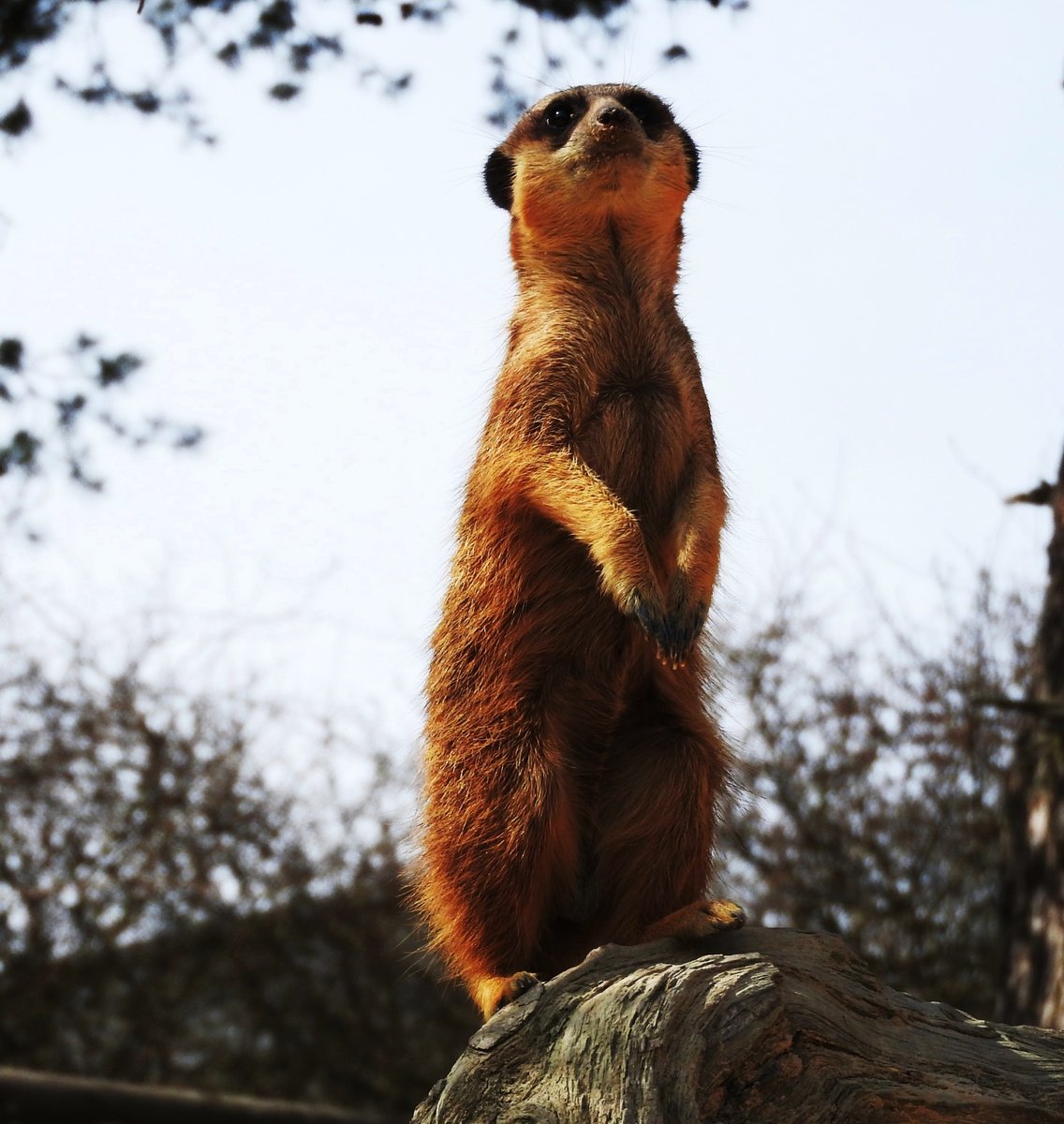 ERDMNNCHEN-EINER IST IMMER AUF POSTEN
Am 9.4.2018 ist im Erdmnnchen-Gehege im Vogel-und Tierpark UCKERSDORF/HESSEN  natrlich wieder
der Wchter parat,um mgliche Feinde umgehend zu melden.....