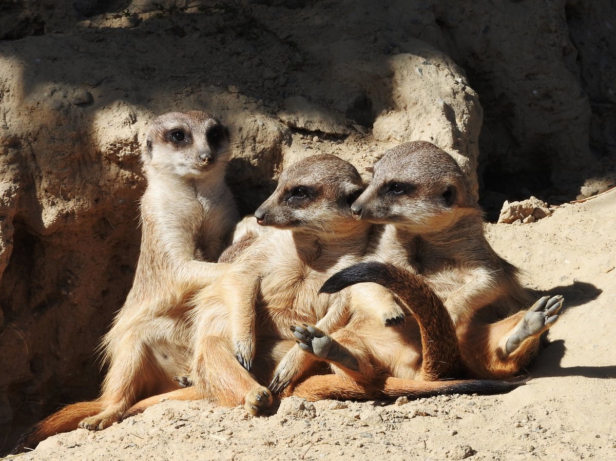 ERDMNNCHEN-FAMILIENBILD IN HERBORN/HESSEN
Langsam entwickeln sie sich zu meinen tierischen  Lieblingsmodels ..hier,am 29.9.2018 im TIERPARK
HERBORN-UCKERSDORF,war nach dem blichen Drunter und Drber der jungen Racker doch wirklich mal
fr wenige Sekunden Zeit fr ein ruhiges Gruppenbild......