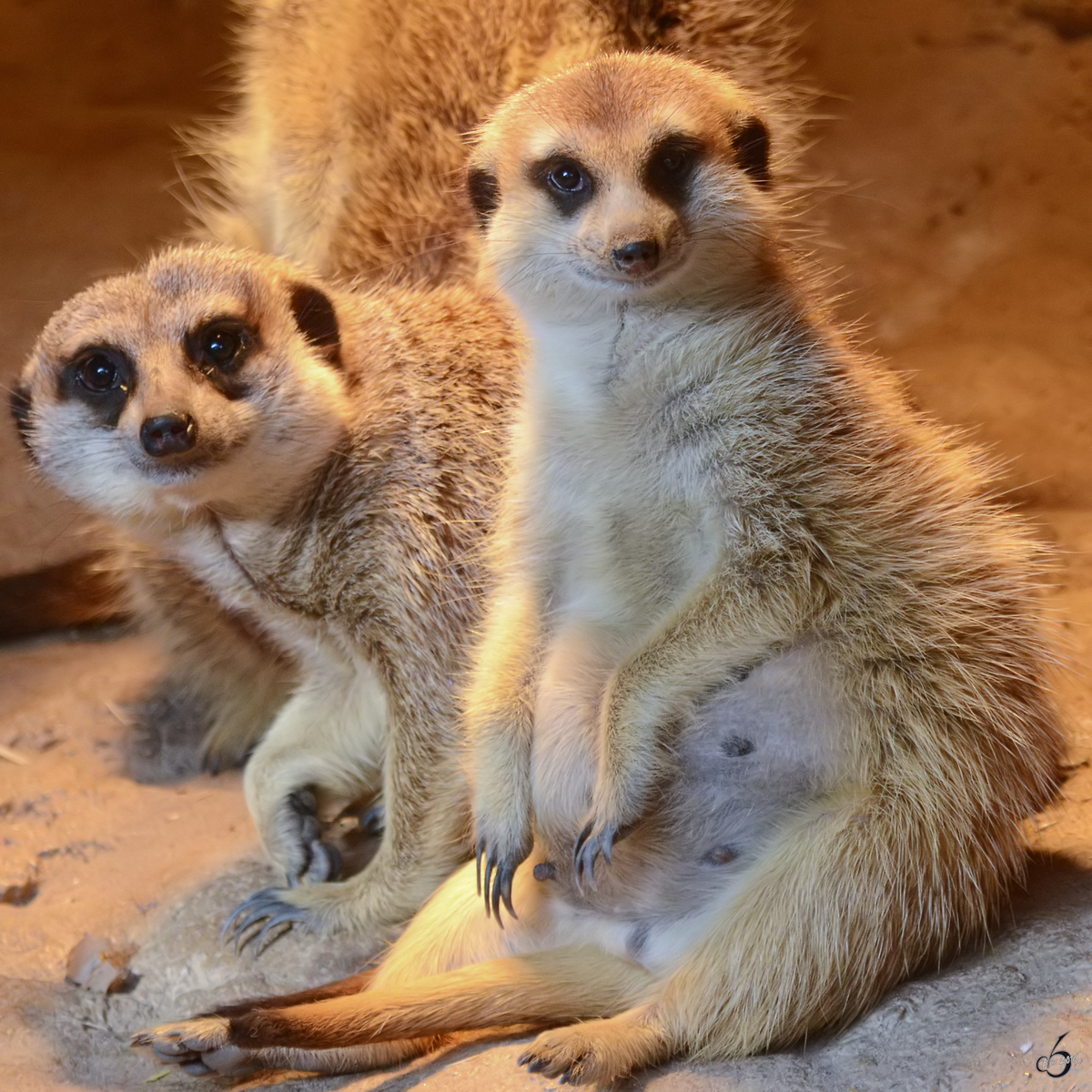 Erdmnnchen, fotografiert im Zoo Barcelona (Dezember 2011)