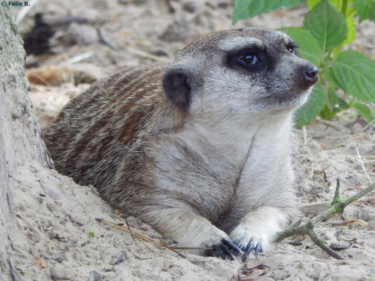 Erdmnnchen im Rostocker Zoo am 02.06.2016