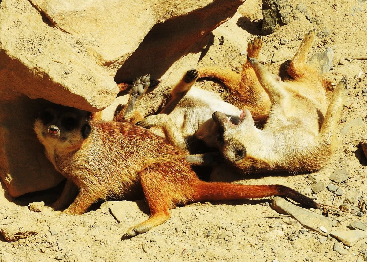 ERDMNNCHEN-SPIELSTUNDE  IN HERBORN/HESSEN
Hier ging- am 13.6.2018- im ERDMNNCHEN-Gehege im wunderbar angelegten Tierpark in HERBORN-
UCKERSDORF aber richtig die Post ab beim Clan-Nachwuchs- aber bei allem Gekabbele
war/ist immer einer auf Beobachtungsposten auf Baumstamm oder Felsen,um,wie in der
Ursprungs-Heimat Sdafrika,mgliche Angreifer aus der Luft oder auf dem Boden zu melden....herrlich!!!