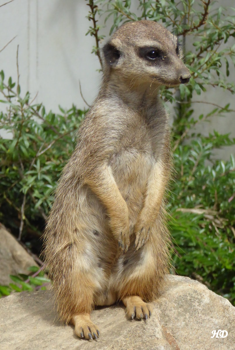 Erdmnnchen (Suricata suricatta), leben als Familienverband zusammen mit den Fuchsmangusten in einer Anlage im Tierpark Nordhorn. Im Juni 2017.