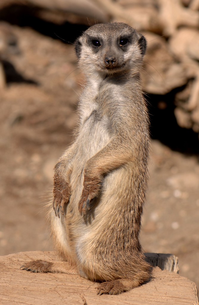 Erdmnnchen (Suricata suricatta) in Los Palmitos, Gran Canaria, Spanien. 

Aufnahmedatum: 17. Oktober 2009.