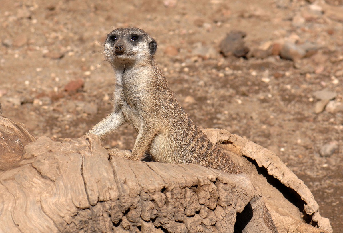 Erdmnnchen (Suricata suricatta) in Los Palmitos, Gran Canaria, Spanien. 

Aufnahmedatum: 17. Oktober 2009.