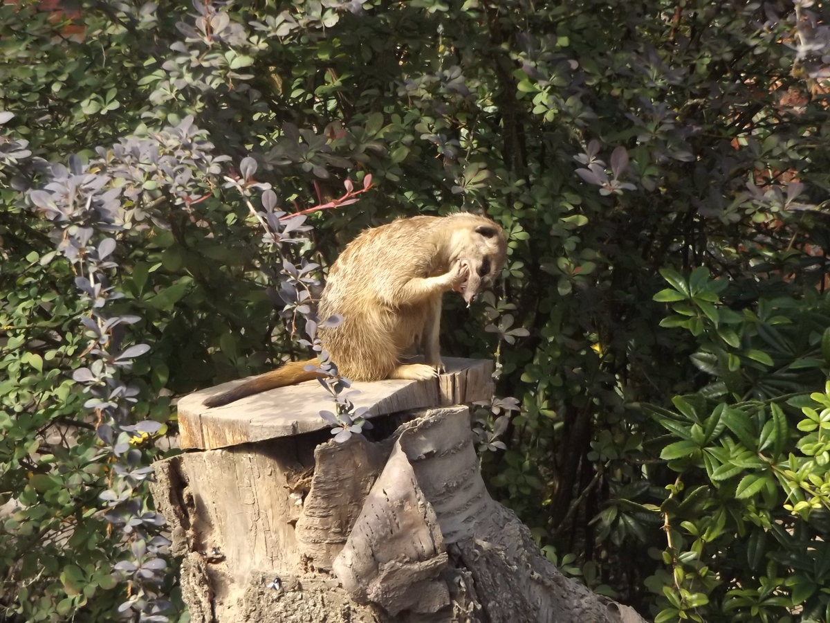 Erdmnnchen im Tierpark der Lutherstadt Wittenberg am 19.06.2016