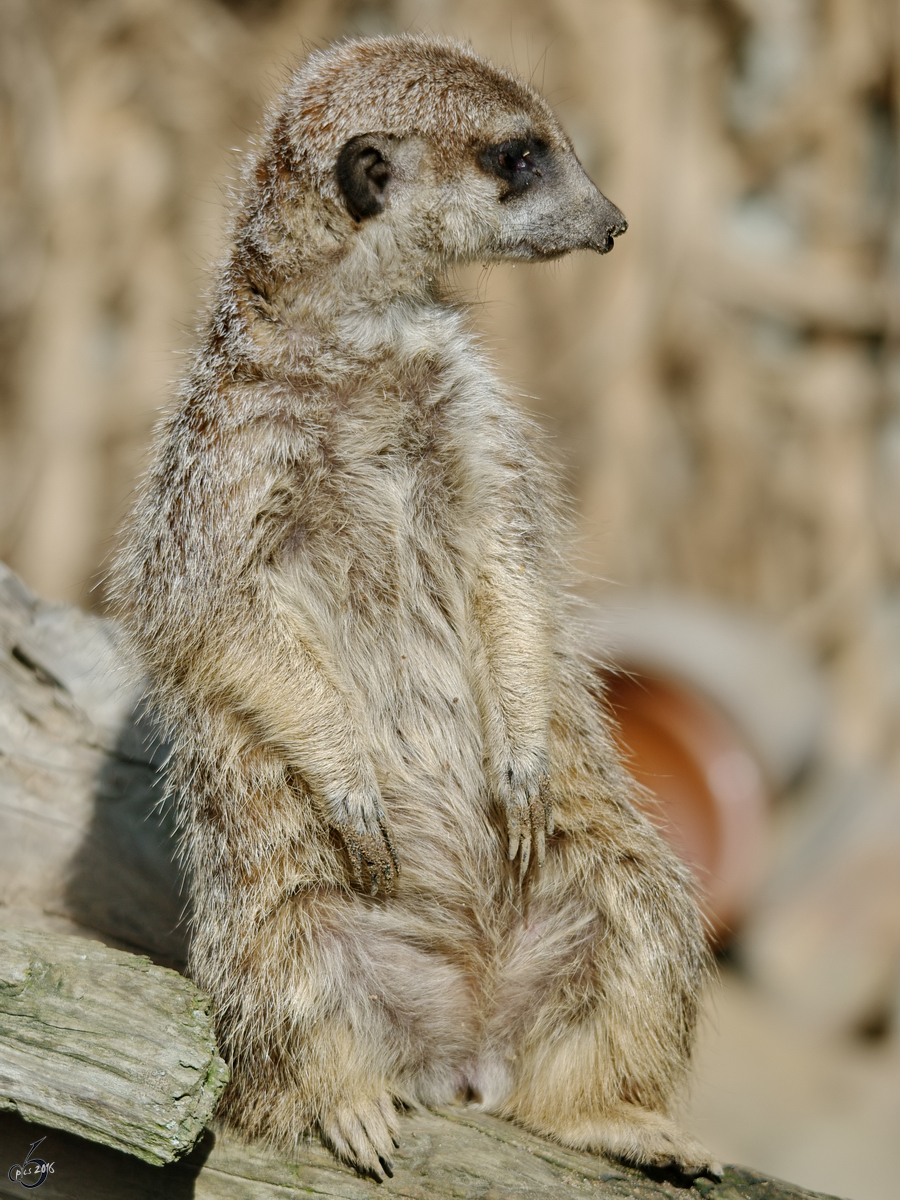 Erdmnnchen im Zoo Dortmund. (Mrz 2009)