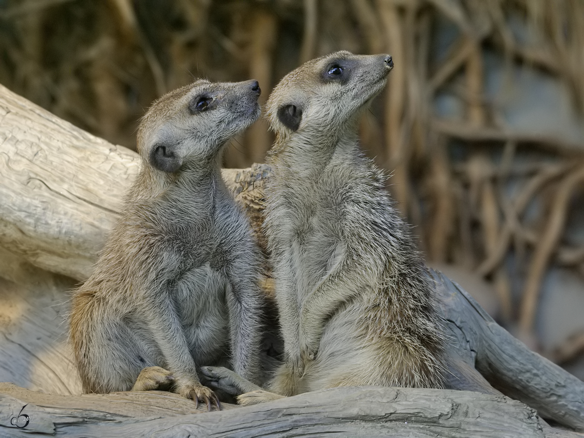 Erdmnnchen im Zoo Dortmund. (Oktober 2008)