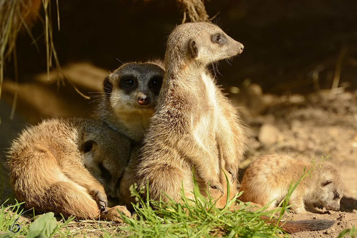 Erdmnnchen im Zoo Safaripark Stukenbrock. (Oktober 2014) 