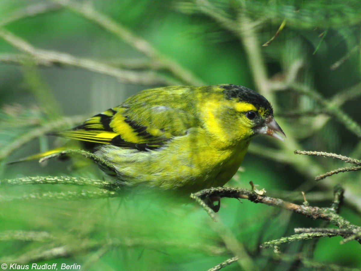 Erlenzeisig (Carduelis spinus). Mnnchen im Zoo Hluboka /Tschechien