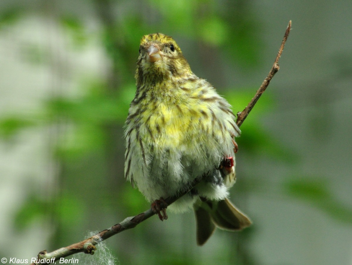 Erlenzeisig (Carduelis spinus). Weibchen im Zoo Hluboka /Tschechien