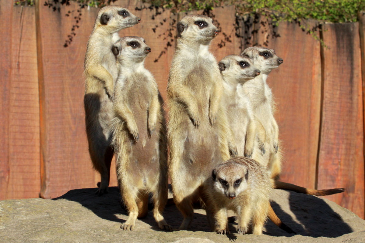 Ermnnchen im Schweriner Zoo; 27.03.2014