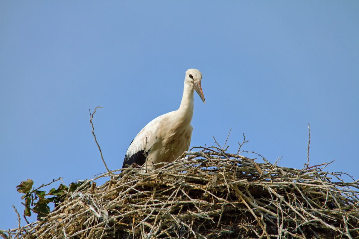 Erneute Aufnahme eines Jungstorches nach einem Monat. - 20.07.2015 - Zum Vergleich das Bild vom 23.06.2015 mit der ID 15883.