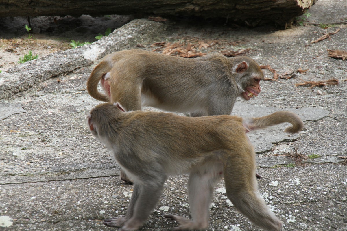 Erst umkreisen...
Rhesusaffe (Macaca mulatta) am 25.7.2010 im Zoo Heildelberg.