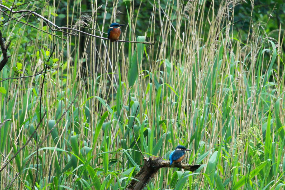 Erstmalig gelang es mir zwei Eisvgel auf ein Foto zu bekommen. Es sind Jungvgel. In den zwei Stunden am Teich beobachtete ich 3-4 Eisvgel. Ratzeburg; 14.06.2015